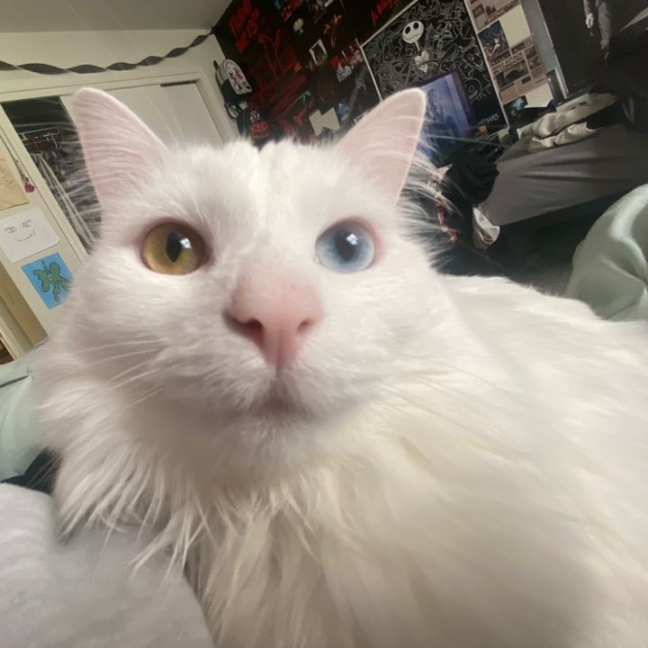 Phoebe