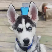 Rocky The Husky