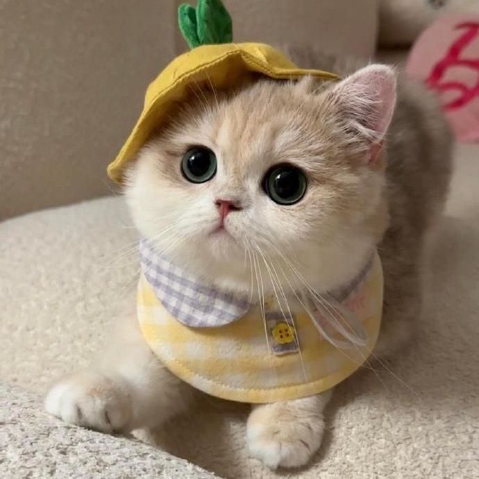 °p!daa🧃🍣🥢