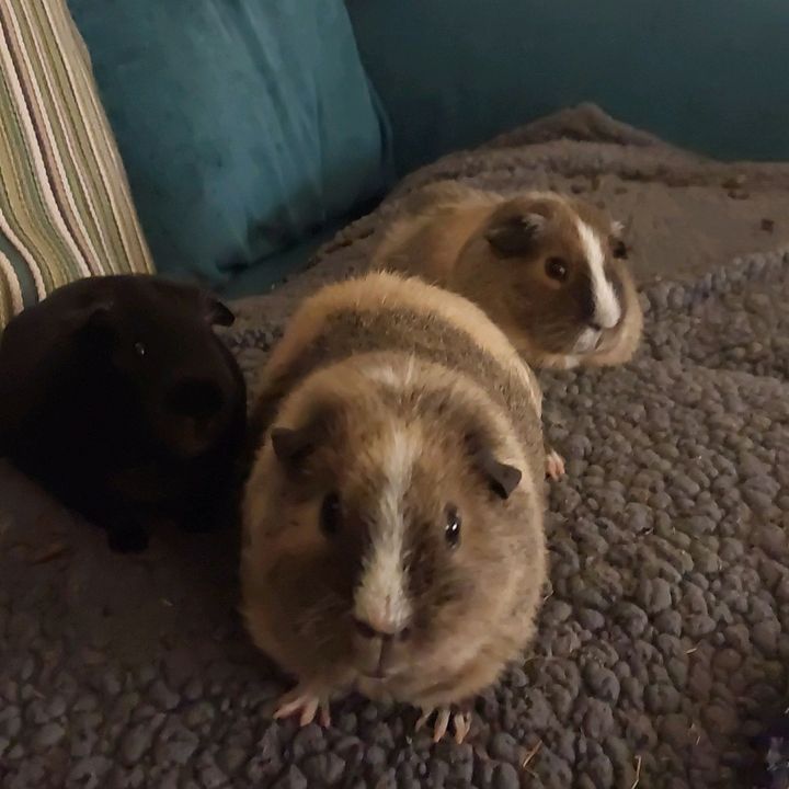 Family of Floof 💙