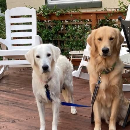 1GoldenRetrieverFamily