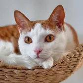 Stanley The Cat