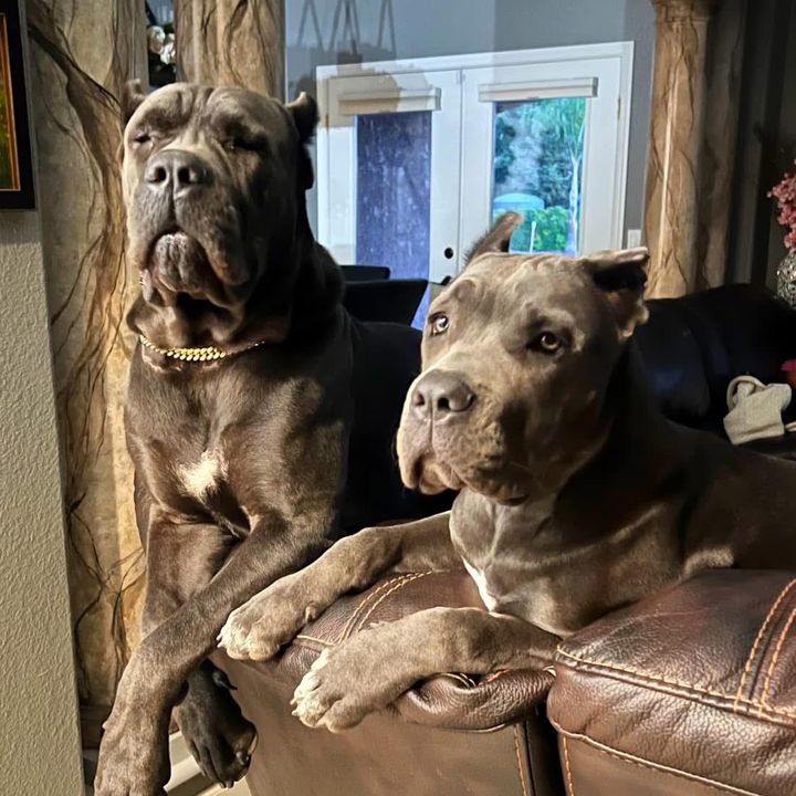 Italiano Guardia CaneCorsos
