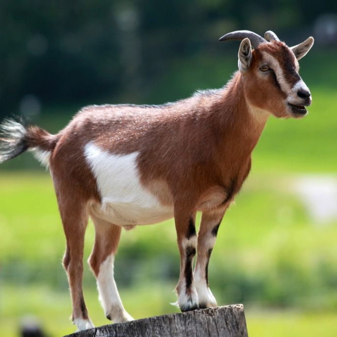 Azethegoat
