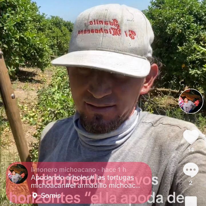 Limonero de michoacan