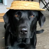 Sundaetheblacklab