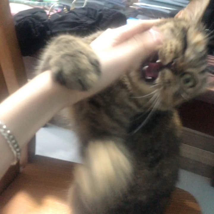 PNH