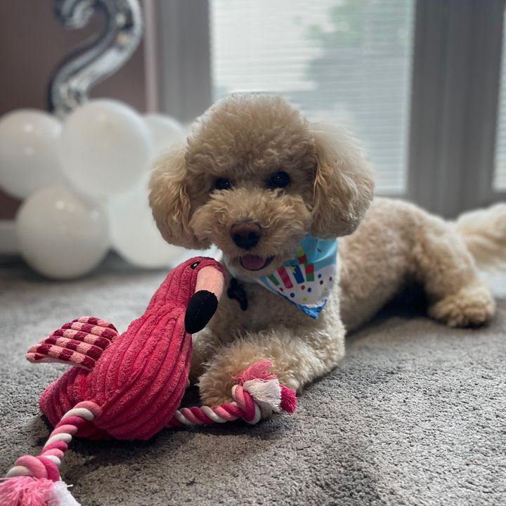 Teddy Bear 🧸
