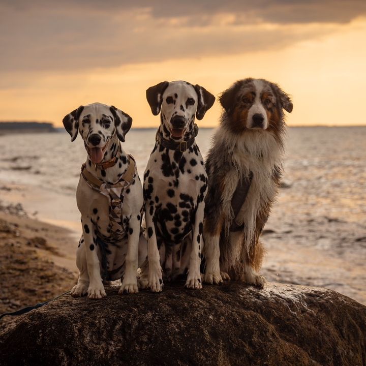 crazy_cashdogs