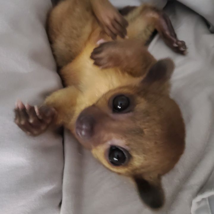 Elvis the Kinkajou