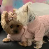 Daisy & Lily the Yorkies