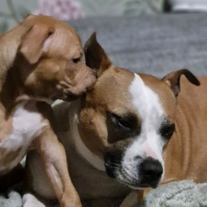 Frankie and Kobi