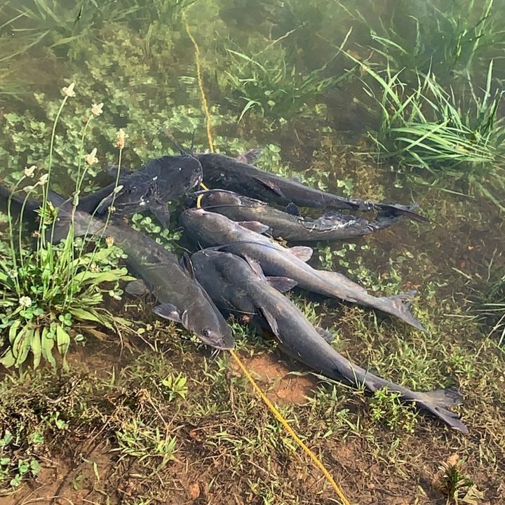 Algo de pesca y construcción