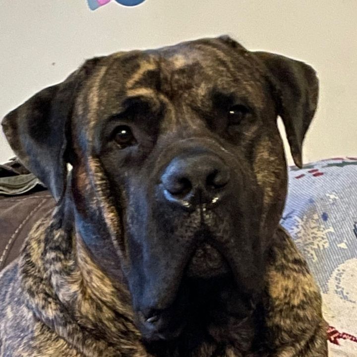 D’Jango the Boerboel