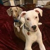Frankie & Tank 🐶 🐶