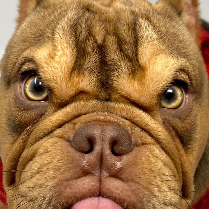 Furious Dog