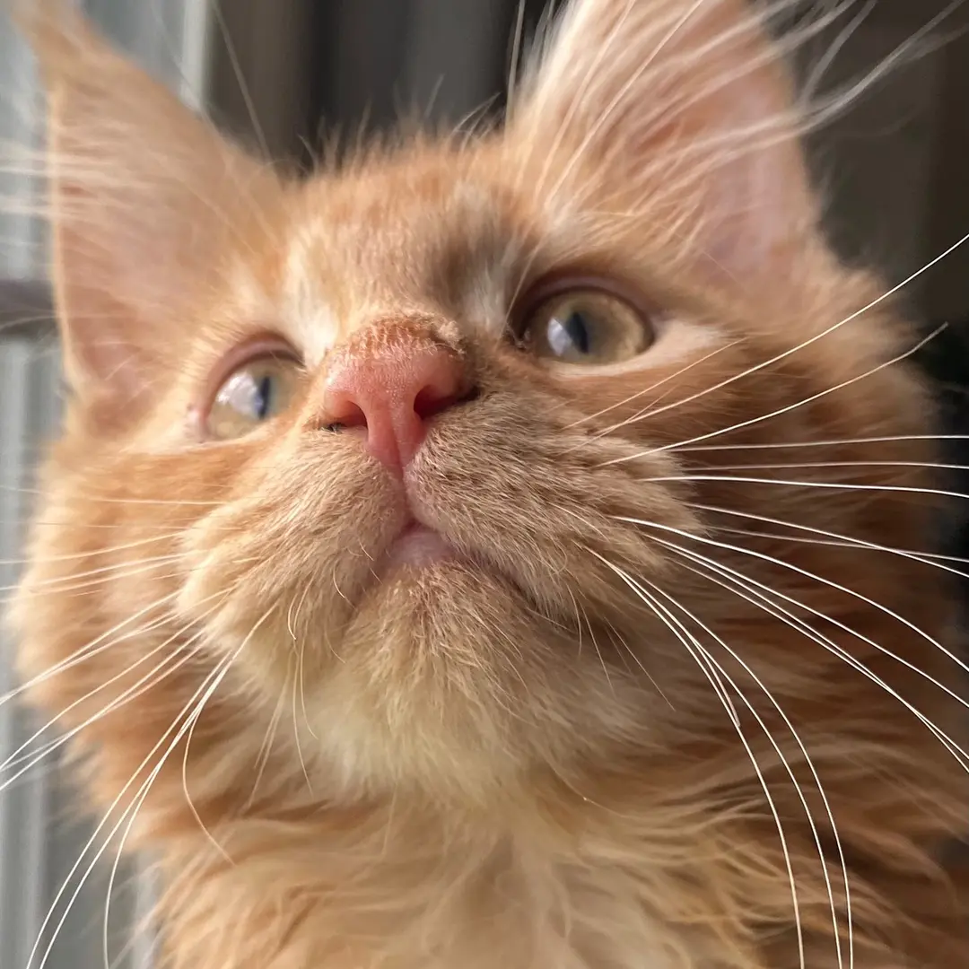 The Music City Kitty 🗝️📱😻