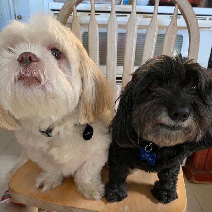 dogs_for_life