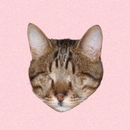 Blind Cat Dmitri