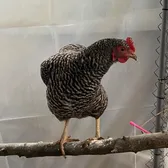 KentuckyChickenMama