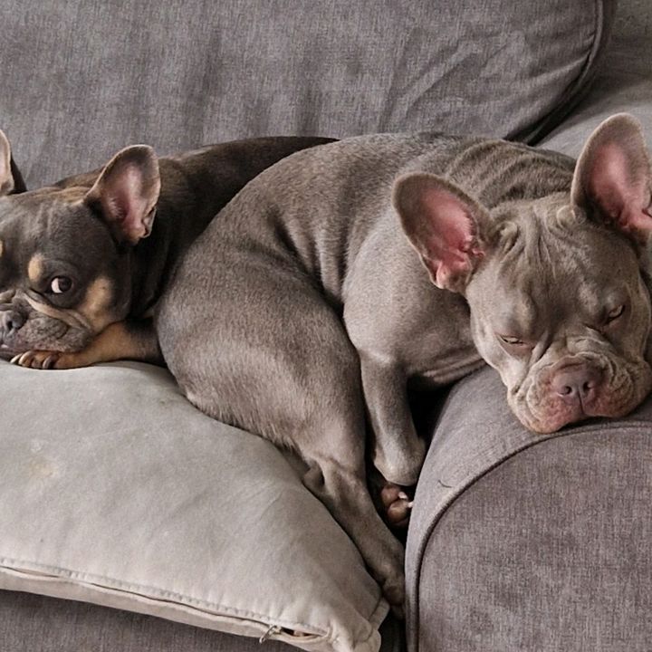 Angel & Lola the frenchies❤️❤️