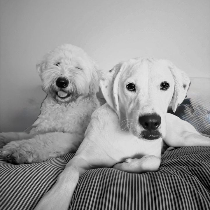 Walter and Alfie 🐾