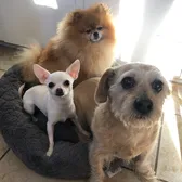 Phoebe The Tiny Chihuahua