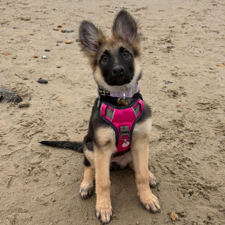 Zola_the_germanshepherd🐶
