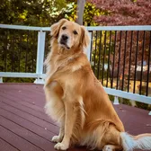 goldenboyfrankie