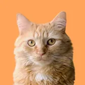 Oh Charlie Cat