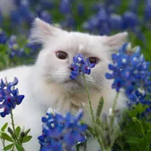 louiethecatreviews