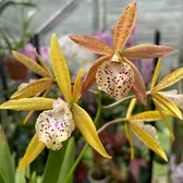 Danni’s_OrchidJourney