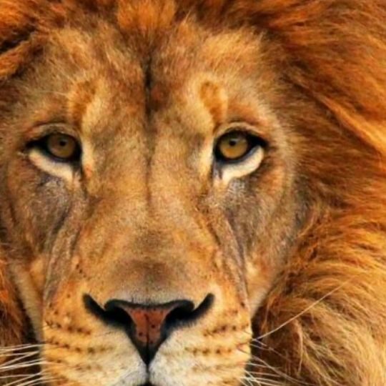 la guerrière lionne sans peure