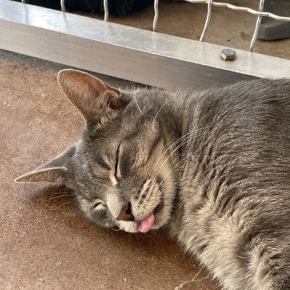 Hermitage No Kill Cat Shelter