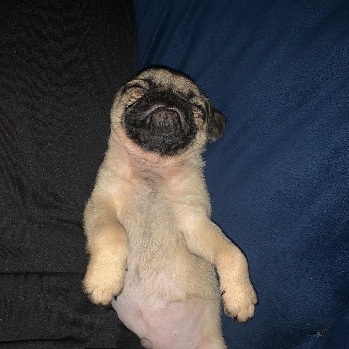 Milo