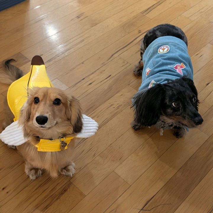 Doxie Mom AZ
