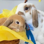 Lola & Mona