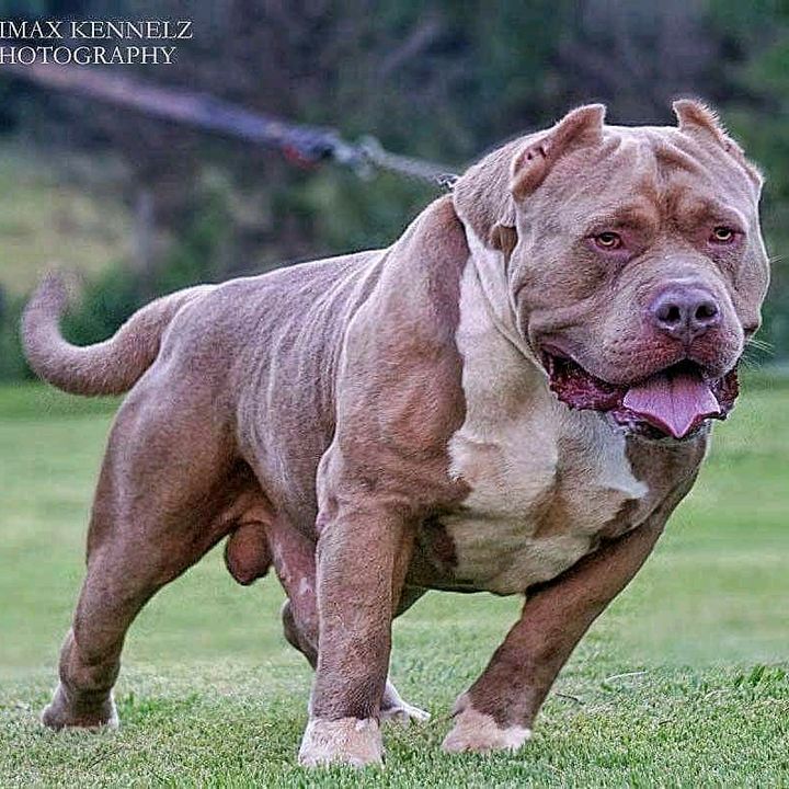 English Creek Kennels