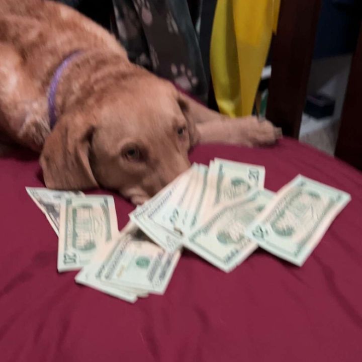 Hustlerbiznes