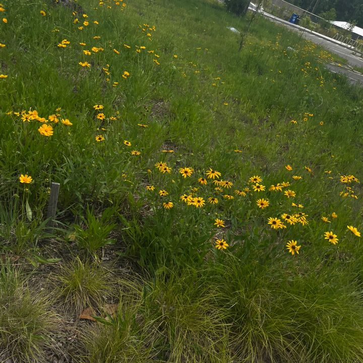 cinnylissa