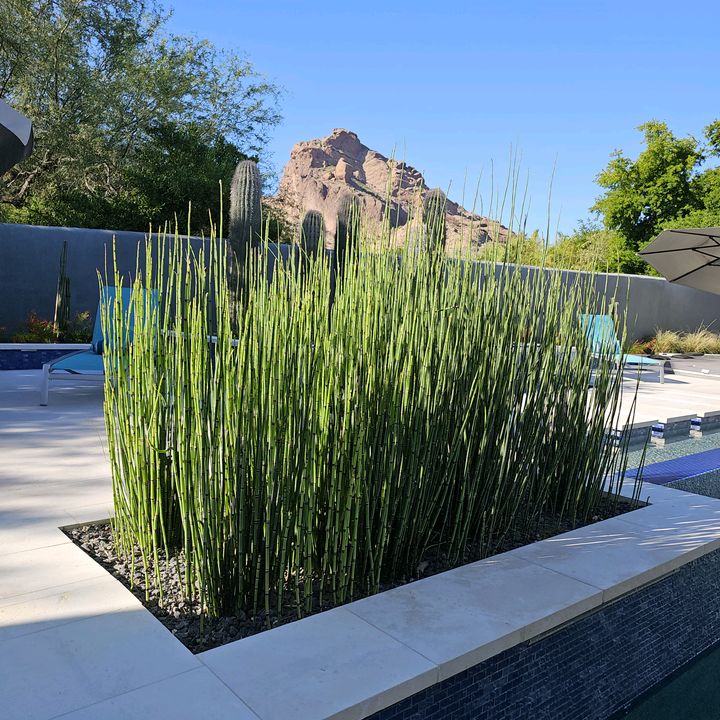 checoeljardinero