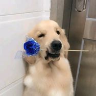 funnydog