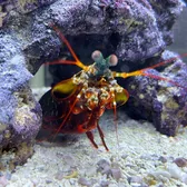 Massimo’s Aquatics