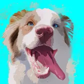 Lulu the Aussie