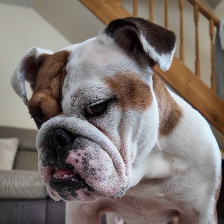 Tia Bulldog