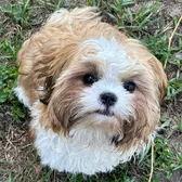 Carley’sFosters/Sanctuary