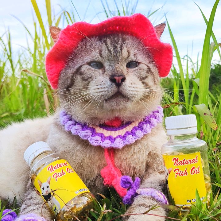 🐈𝕯𝖎𝖆𝖗𝖞 𝖕𝖊𝖙𝖗𝖆🏡☔