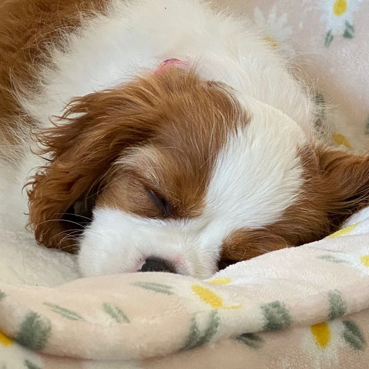 Chelsea & Daisy Days