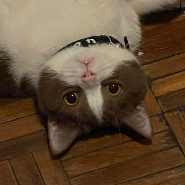 Kucing coklat 🍫
