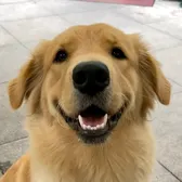Golden fam